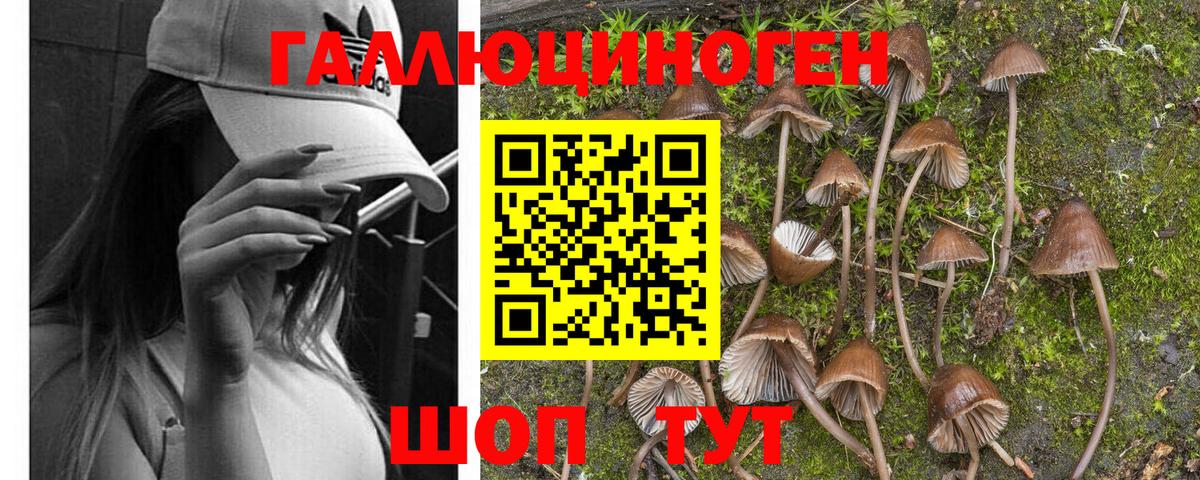 Кинешма  Галлюциногенные грибы GOLDEN TEACHER  Вход с VPN 